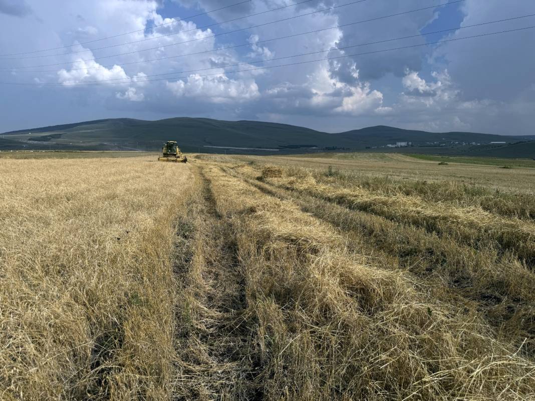 13 bin yıllık tohumdan buğday üretiyorlar. Tohuma sahip çıkıldı 1